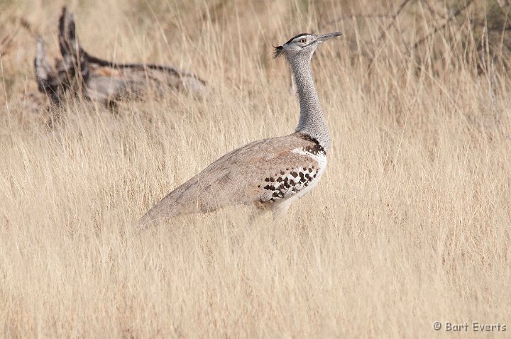 DSC_4586.jpg - Kori Bustard