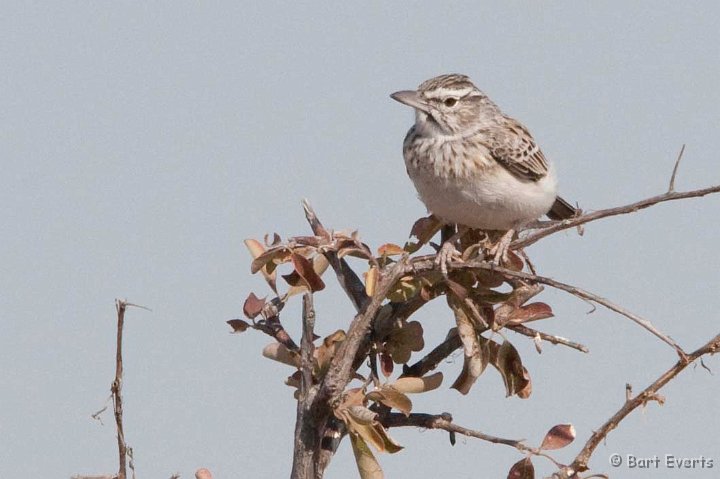 DSC_4593.jpg - Sobota Lark