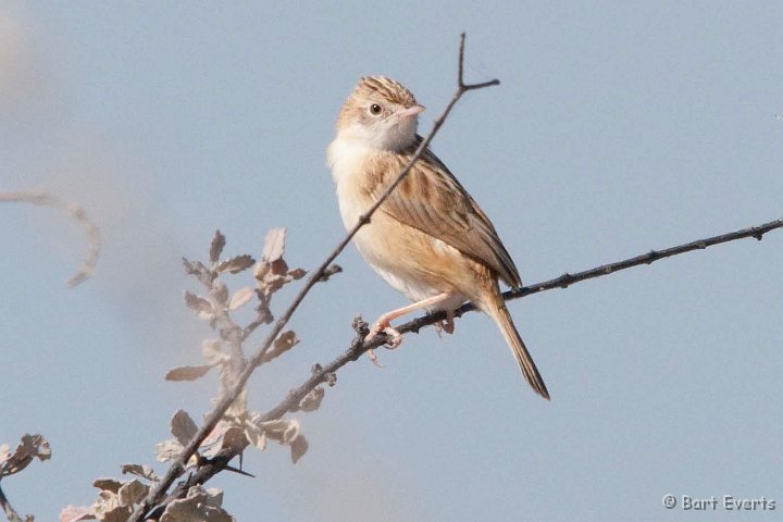 DSC_4596.jpg - Desert Cisticola