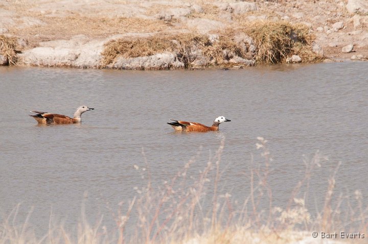 DSC_4604.jpg - South African Shelduck