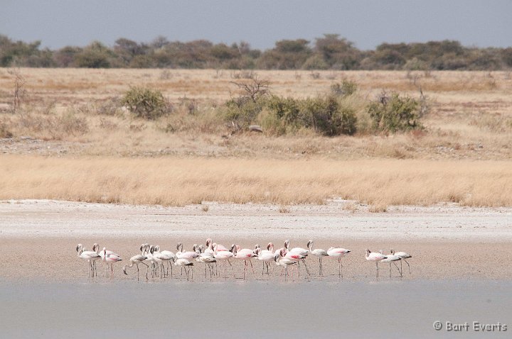 DSC_4605.jpg - Lesser Flamingo