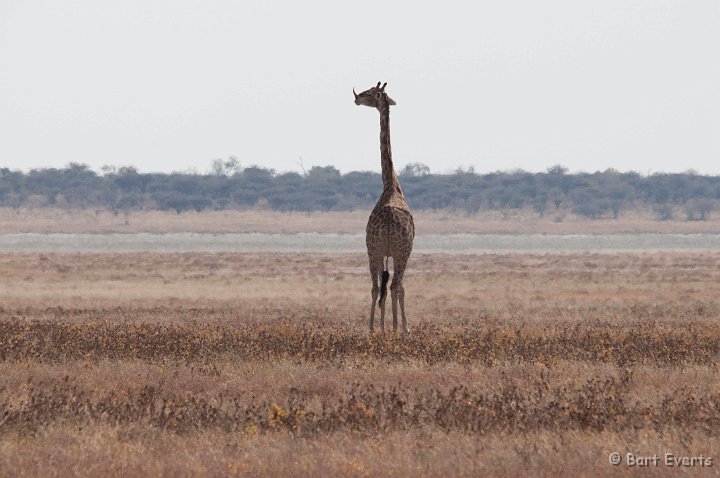 DSC_4609.jpg - Giraffe