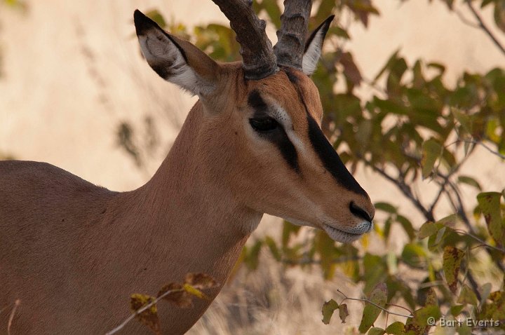 DSC_4612.jpg - Black-faced Impala