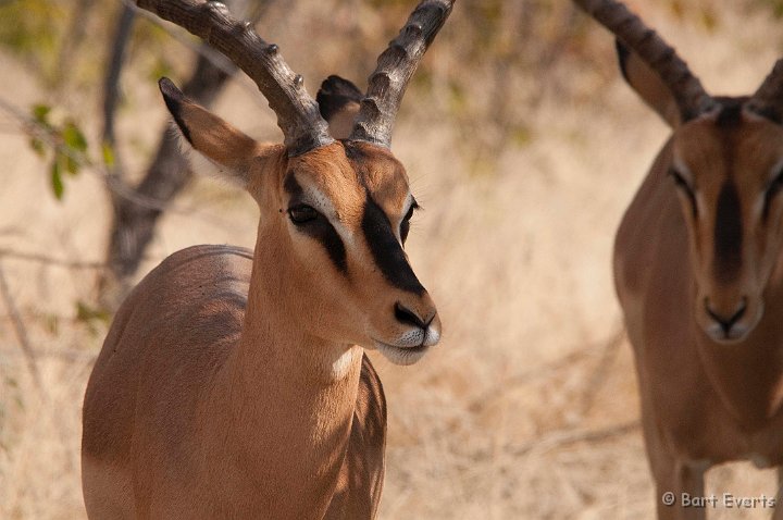 DSC_4615.jpg - Black-faced impala