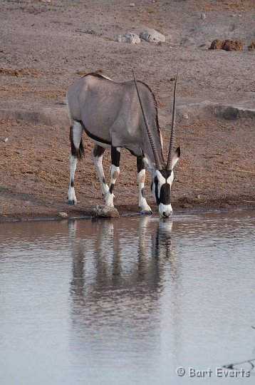 DSC_4624.jpg - Gemsbok