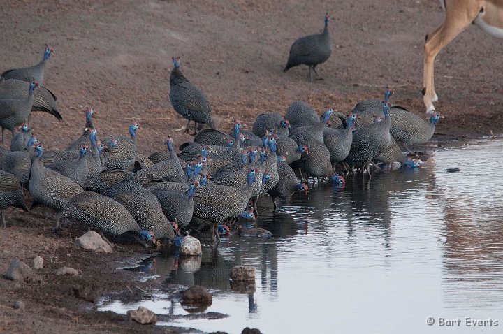 DSC_4630.jpg - Helmeted Guineafowl