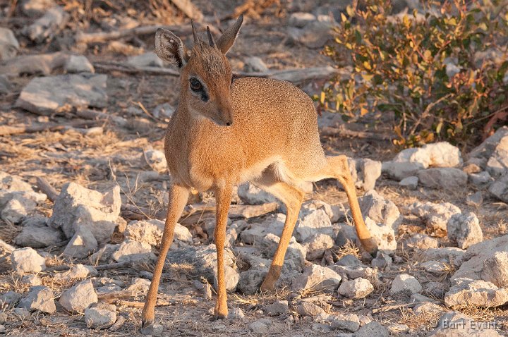 DSC_4637.jpg - Kirk's Dikdik