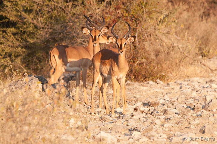 DSC_4642.jpg - Black-faced impala
