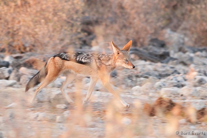 DSC_4645.jpg - Saddle-backed Jackal