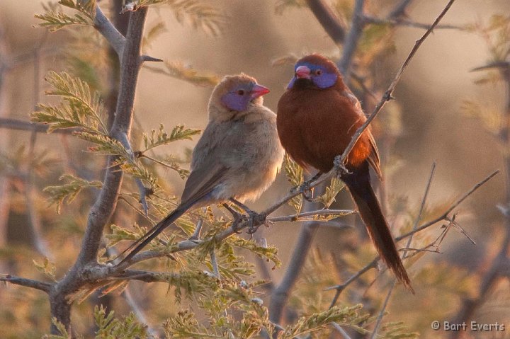 DSC_4652.jpg - Violet-eared Waxbill