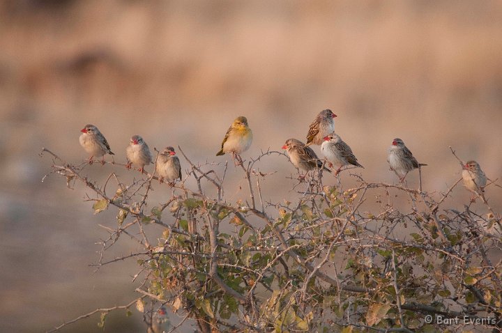 DSC_4654.jpg - Red-billed Queleas
