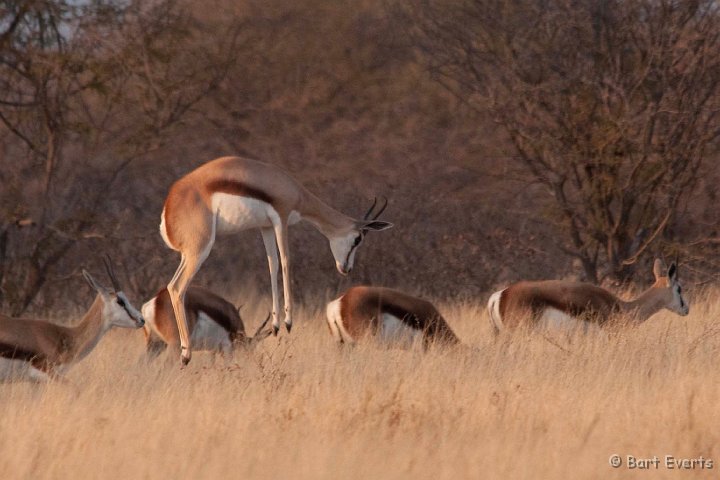 DSC_4657.jpg - SPRING-bok