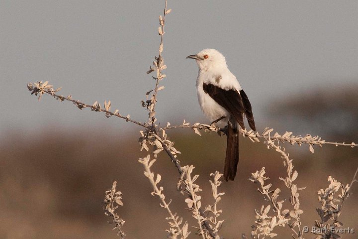 DSC_4671.jpg - Pied Babbler