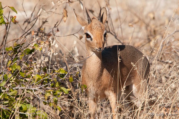 DSC_4701.jpg - Kirk's Dikdik