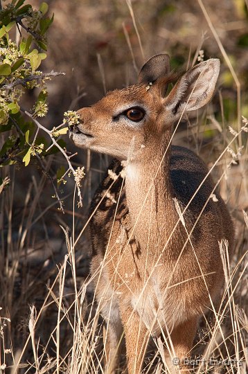 DSC_4709.jpg - Kirk's Dikdik