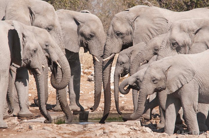 DSC_4712.jpg - Elephants
