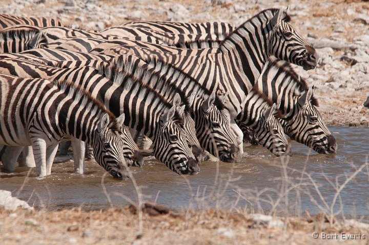 DSC_4719.jpg - Zebras