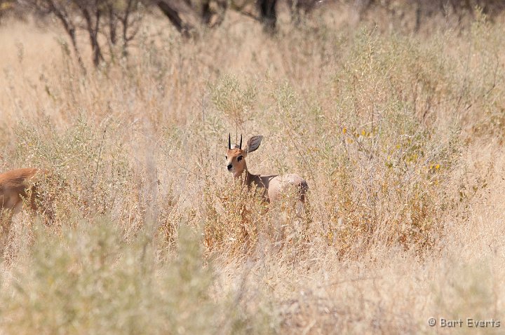 DSC_4734.jpg - Steenbok