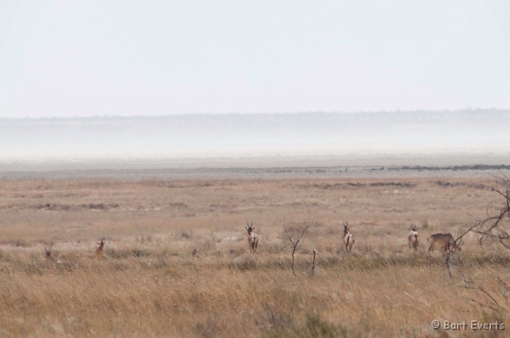 DSC_4736.jpg - Etosha saltpan with red Hartebeests