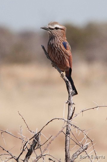 DSC_4741.jpg - Rufous-crowned Roller