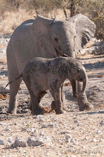 DSC_4771.jpg - playing elephants