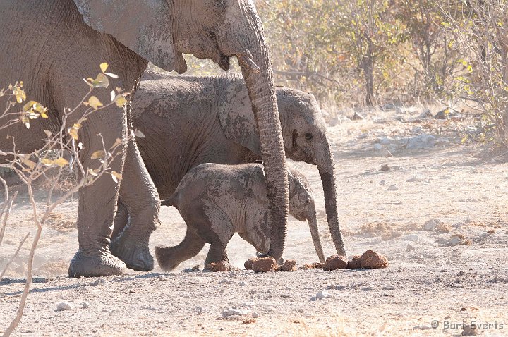DSC_4773.jpg - playing elephants