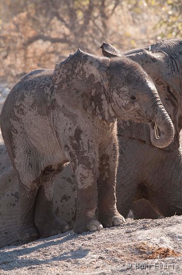 DSC_4777.jpg - baby elephant