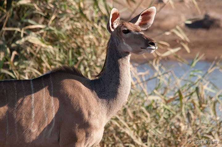 DSC_4787.jpg - Greater Kudu