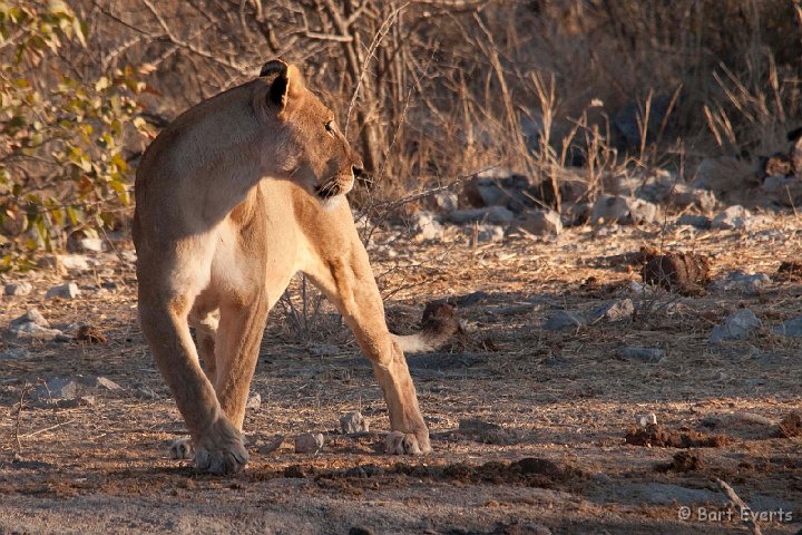 DSC_4794.jpg - Lioness