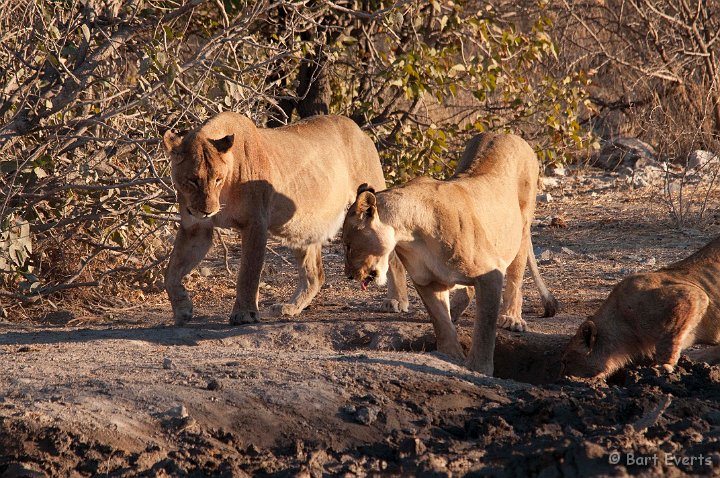 DSC_4798.jpg - Lion pride