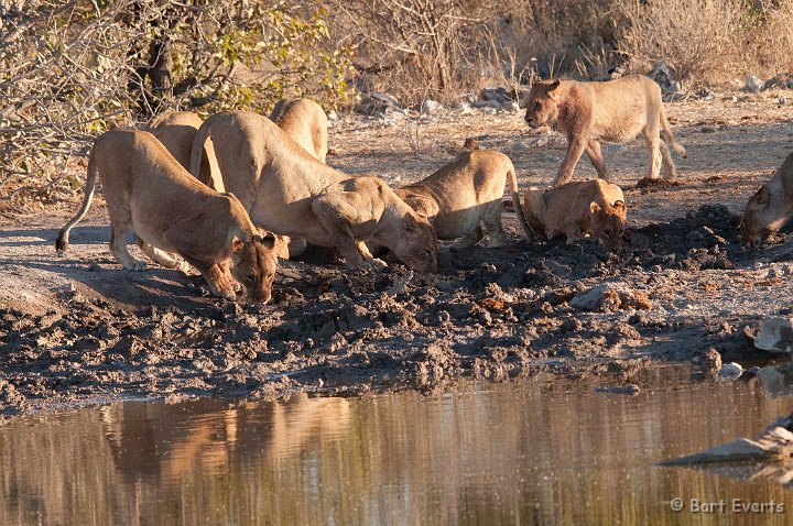 DSC_4804.jpg - Lionesses drinking