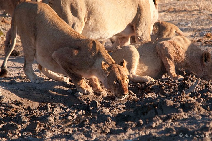 DSC_4812.jpg - Lionesses drinking
