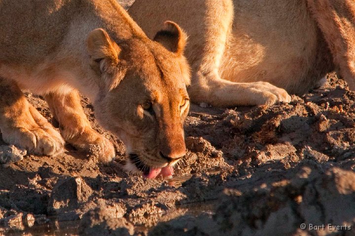 DSC_4814.jpg - Lioness drinking