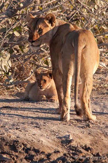 DSC_4818.jpg - cub and Lioness