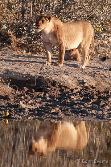 DSC_4822.jpg - cub and Lioness