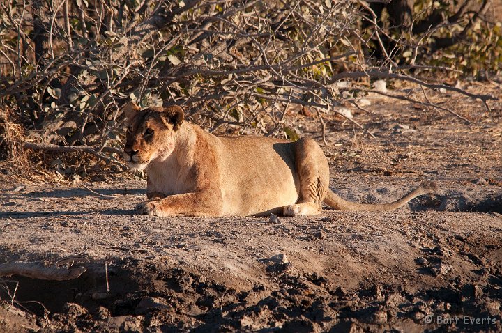 DSC_4824.jpg - Lioness