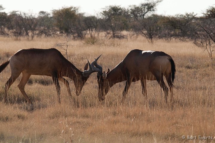DSC_4830.jpg - Red Hartebeest