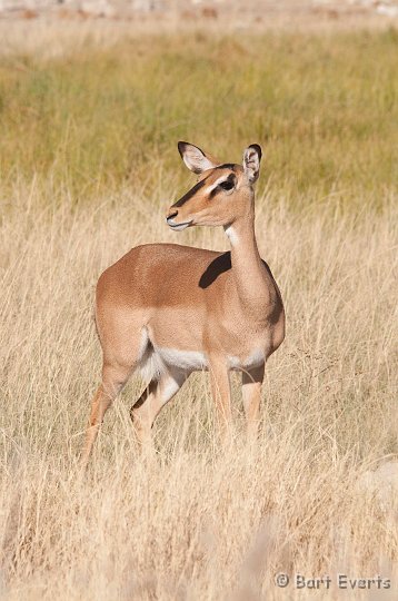 DSC_4834.jpg - Black-faced Impala
