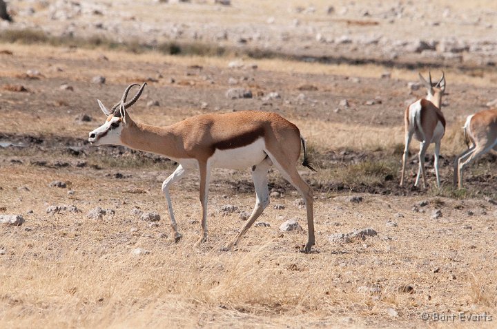 DSC_4837.jpg - Springbok