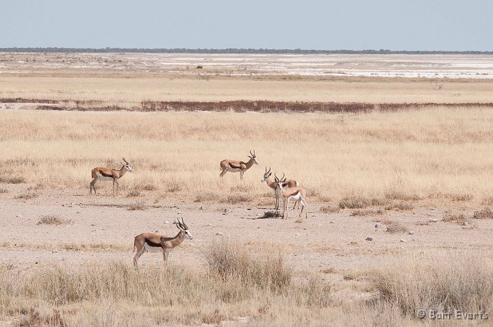 DSC_4842.jpg - Springboks at the edge of the Etosha saltpan