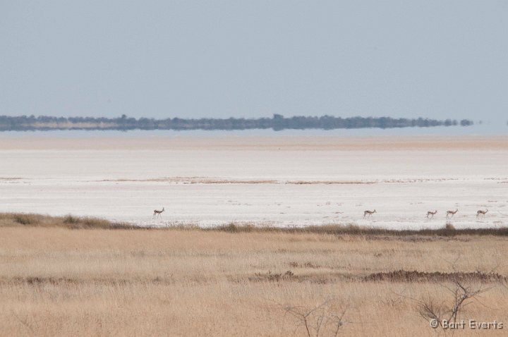 DSC_4843.jpg - Springboks at the edge of the Etosha saltpan
