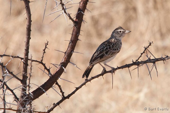 DSC_4847.jpg - Sabota Lark
