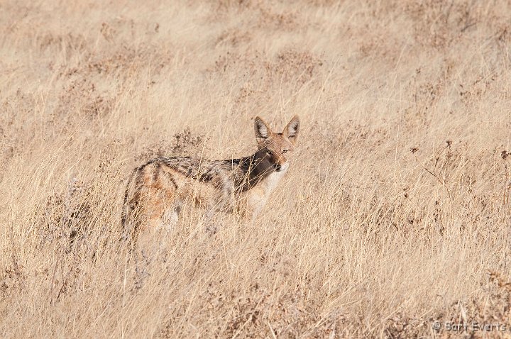 DSC_4849.jpg - Black-backed Jackal