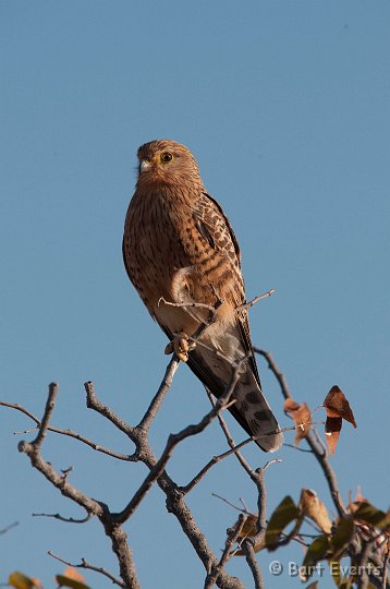 DSC_4858.jpg - Greater Kestrel