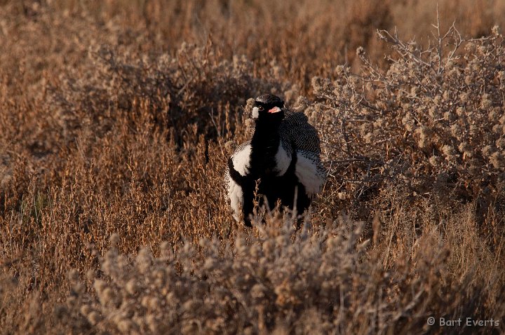 DSC_4869.jpg - Northern Black Korhaan