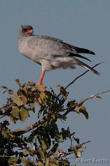 DSC_4872.jpg - Pale Chanting Goshawk