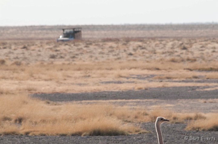 DSC_4875.jpg - Ostrich in sight