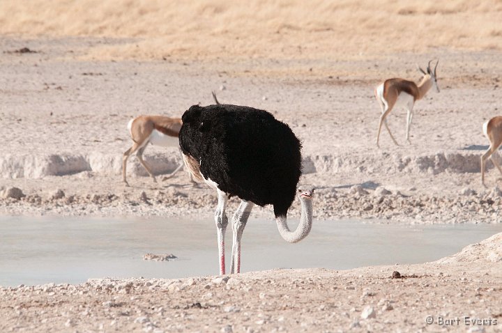 DSC_4880.jpg - Ostrich drinking