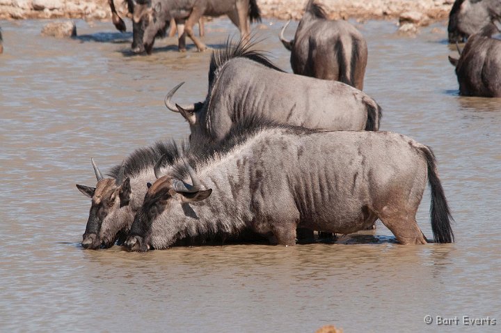 DSC_4883.jpg - Blue Wildebeest