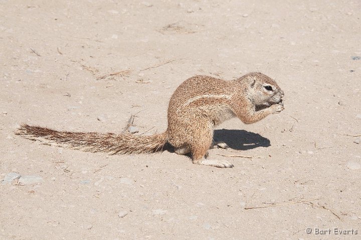 DSC_4889.jpg - Damara Groundsquirrel